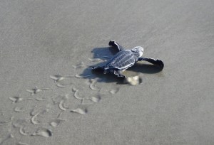baby-sea-turtle-on-sand